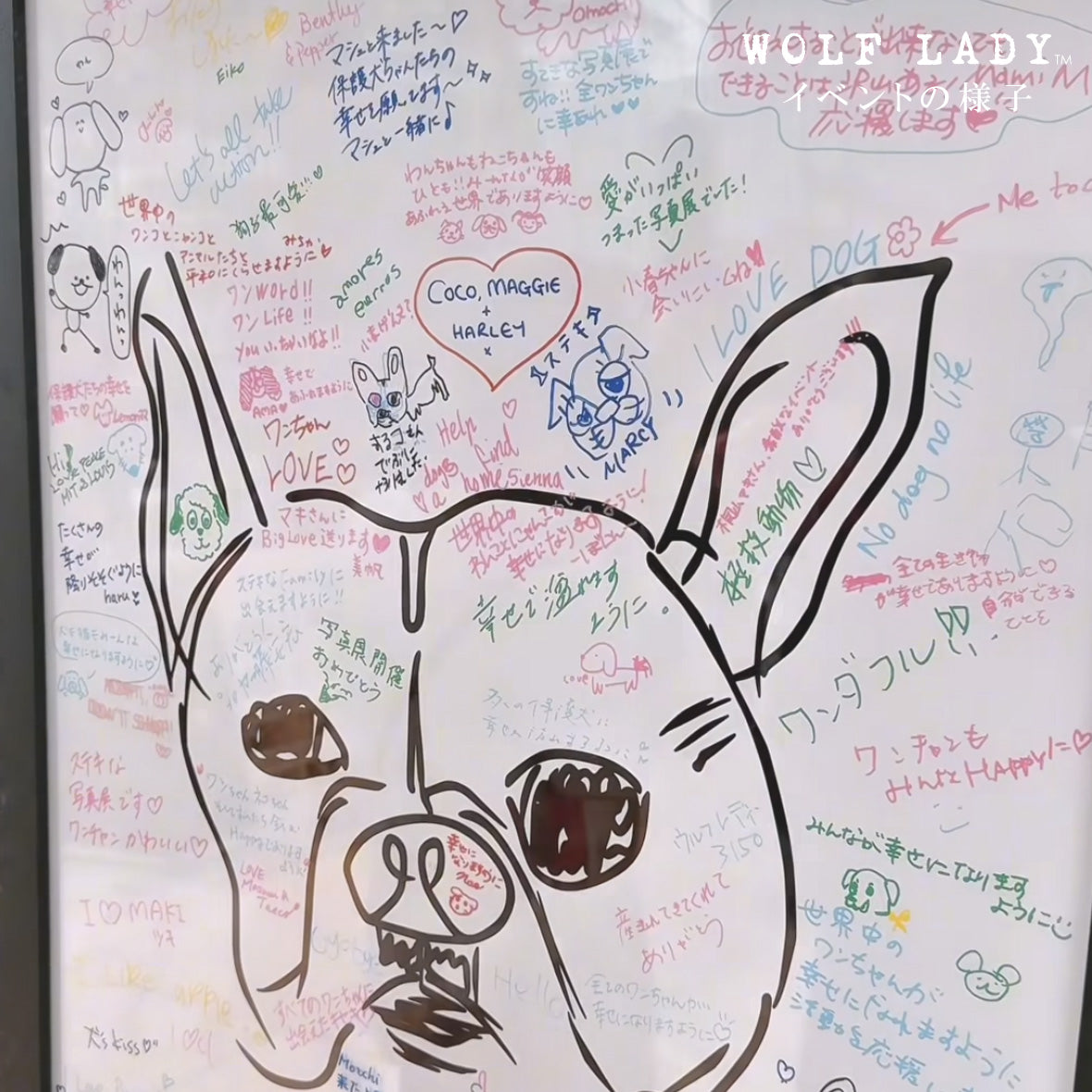 【受注生産! 12/26 まで予約(1 月中旬~お届け)】 〈WOLFLADY×RUUU.〉 DOG T-SHIRTS/ 犬用T シャツ