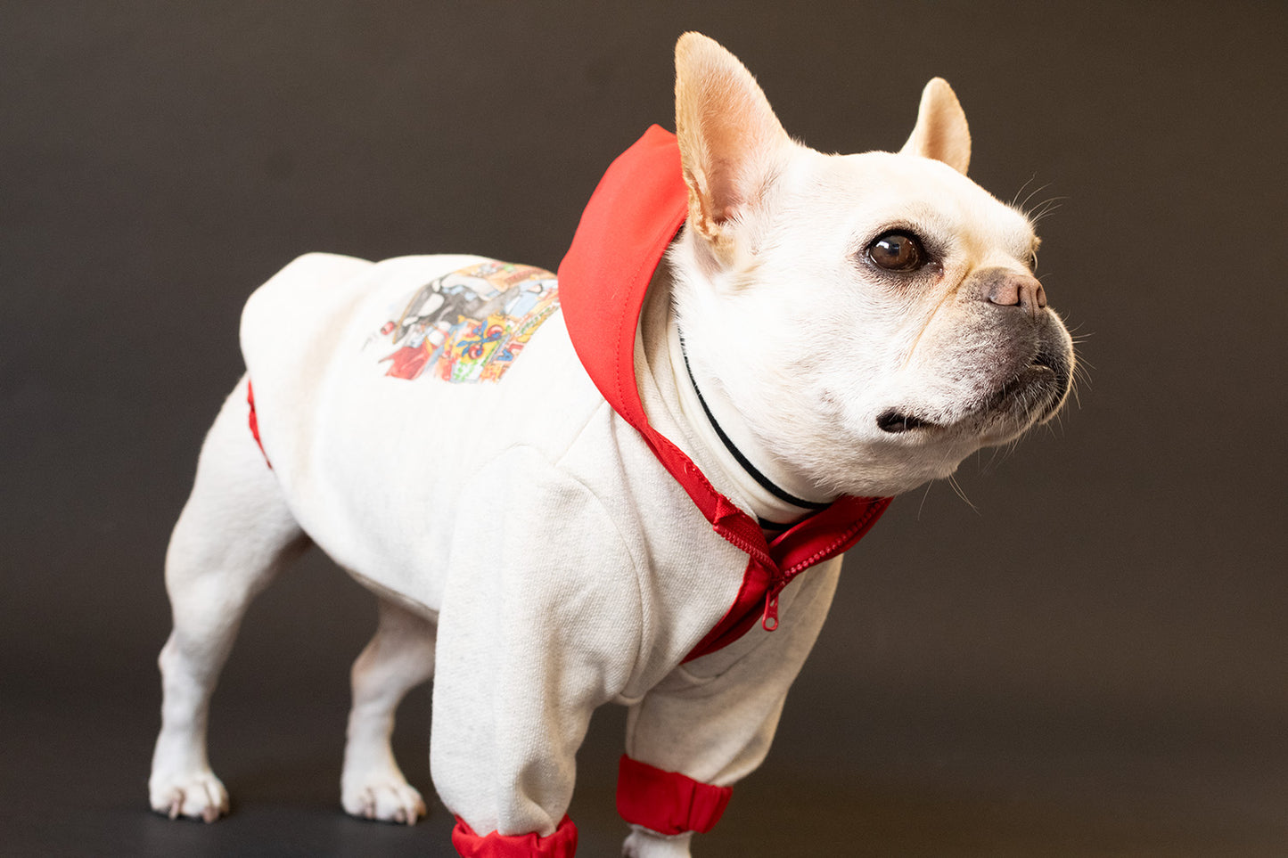 【1週間限定予約！12/17まで！】STAR★BOXx × RUUU. by SHARES DESIGN “BOUNDLESS”  GRAFFITI OUTER/ 犬服 ライトアウター（12/22~発送）