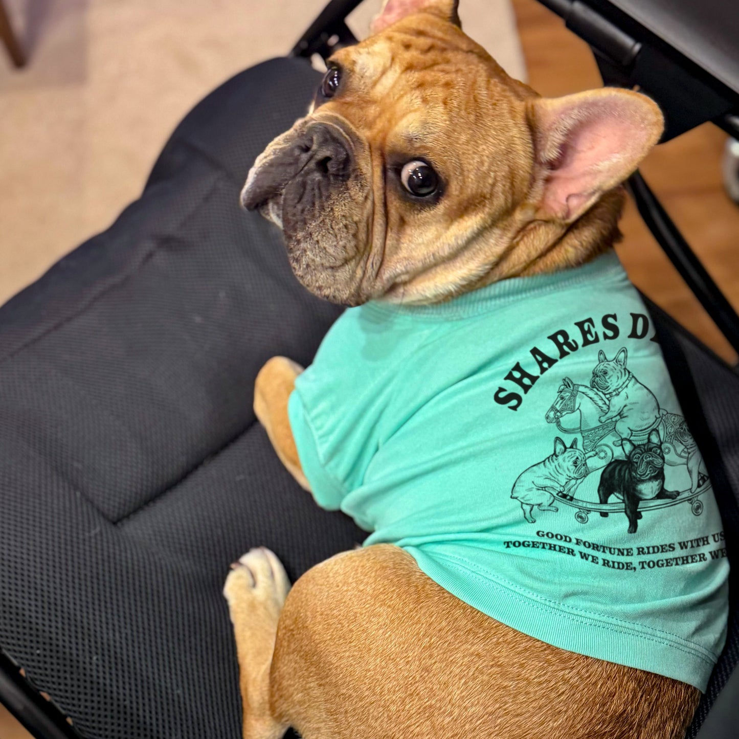 【期間限定！ 1/18 まで予約】 2026 NEW YEAR ITEM DOG T-SHIRTS/ 犬用T シャツ（数量限定）