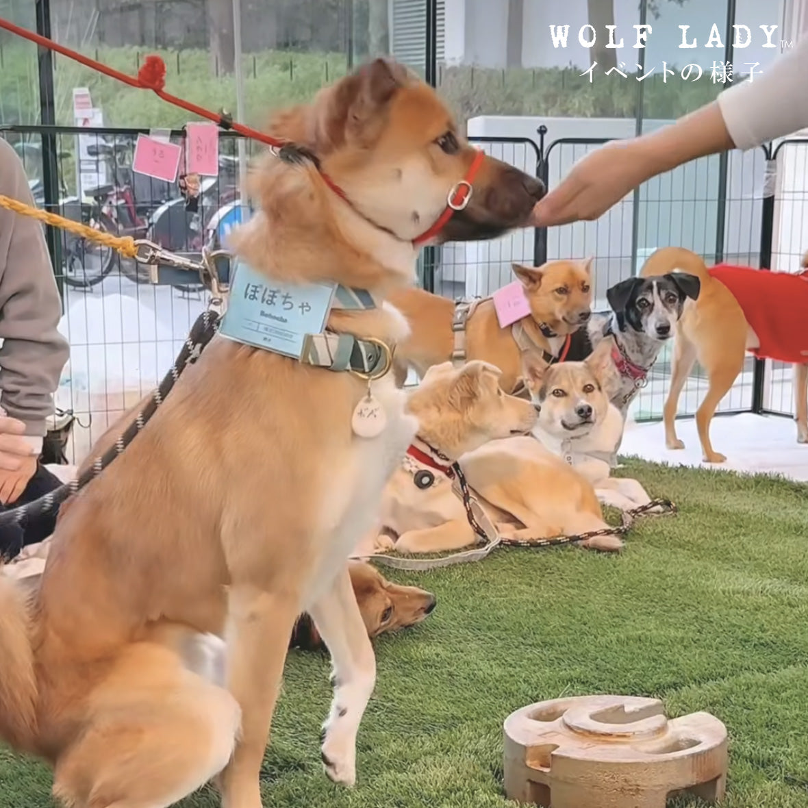 【受注生産！ 12/26 まで予約（1 月中旬～お届け）】 〈WOLFLADY×RUUU.〉 DOG T-SHIRTS/ 犬用T シャツ