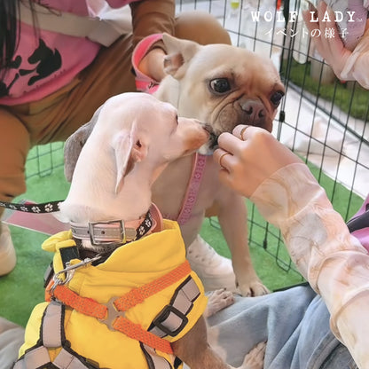 【受注生産！ 12/26 まで予約（1 月中旬～お届け）】 〈WOLFLADY×RUUU.〉 DOG T-SHIRTS/ 犬用T シャツ